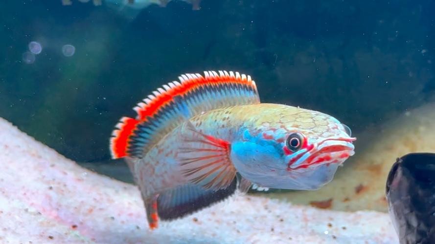 雷龍魚有哪些品種圖片