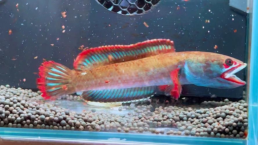雷龍魚有哪些品種圖片