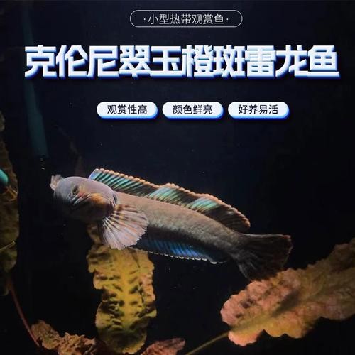 雷龍魚有哪些品種圖片