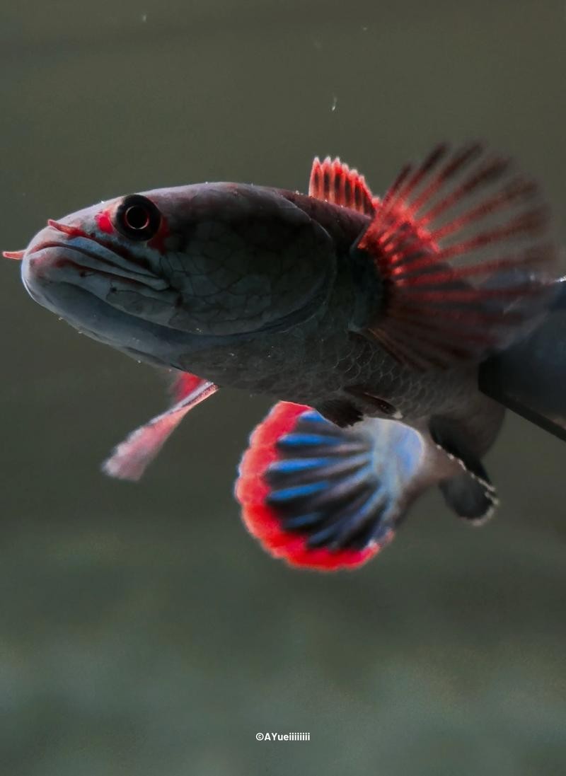 雷龍魚有哪些品種圖片