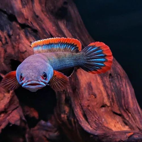 雷龍魚有哪些品種圖片