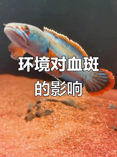 雷龍魚有哪些品種圖片