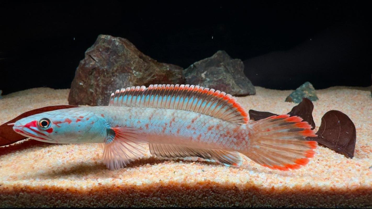 雷龍魚有哪些品種圖片