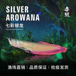 龍魚吃金蟾有什么作用：龍魚吃金蟾的作用