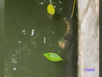 龍魚被咬掉了肉還能活嗎圖片：龍魚被咬掉了肉是否能活下來取決于多個因素，龍魚傷口感染