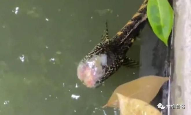 龍魚被咬掉了肉還能活嗎圖片：龍魚被咬掉了肉是否能活下來取決于多個因素，龍魚傷口感染