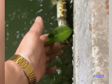 龍魚被咬掉了肉還能活嗎圖片：龍魚被咬掉了肉是否能活下來取決于多個因素，龍魚傷口感染