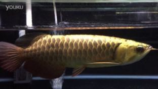 紅龍魚官網(wǎng)