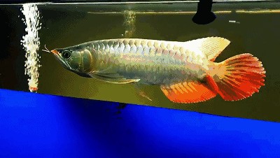 紅龍魚怎么養(yǎng)出七鰭才會(huì)大：紅龍魚七鰭養(yǎng)護(hù)的光照技巧,如何預(yù)防紅龍魚營(yíng)養(yǎng)失調(diào)