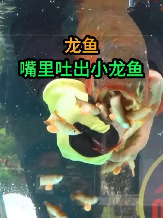 龍魚吞卵行為的具體描述