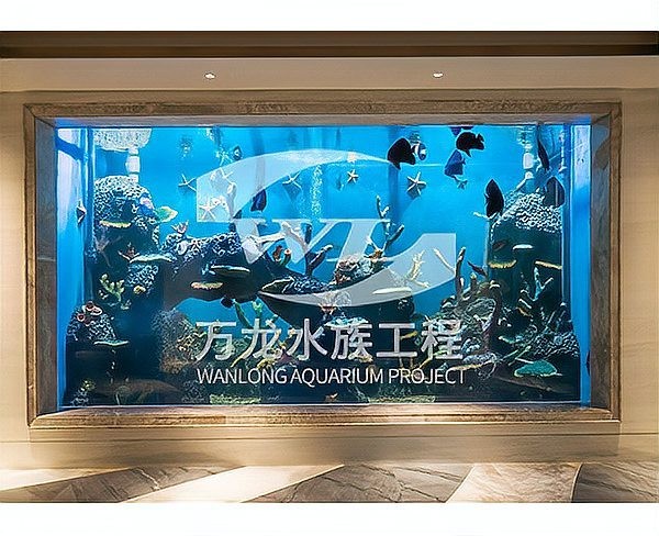 龍魚與水草共養的最佳魚缸尺寸是多少？