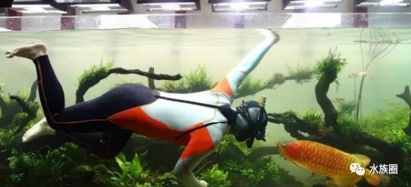 龍魚與水草共養的最佳魚缸尺寸是多少？