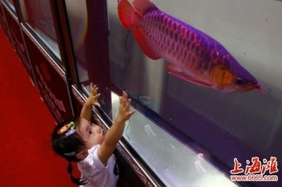 紅龍魚拍賣價格記錄查詢系統(tǒng)官網(wǎng)（紅龍魚拍賣價格查詢系統(tǒng)官網(wǎng)）