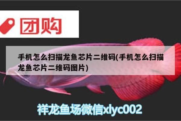 龍魚芯片怎么掃描 手機：nfc讀取器應用哪個好用龍魚芯片信息解讀指南