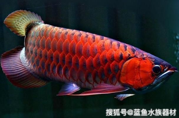 <strong><mark>慈溪</mark></strong>市坎墩大嘴魚水族館（<strong><mark>慈溪</mark></strong>市坎墩大嘴魚水族館地址）