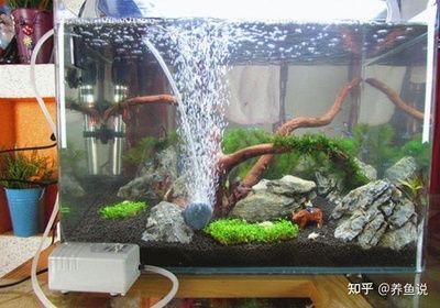 大連市<strong><mark>中山</mark></strong>區海洋水族器材店（大連市<strong><mark>中山</mark></strong>區海洋水族器材店地址）