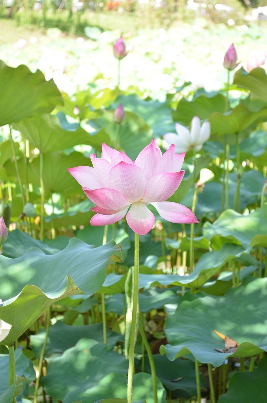 舞鋼市雅詩花卉行（舞鋼市雅詩花卉行業怎么樣）