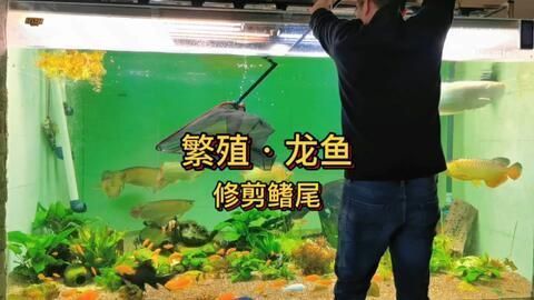 龍魚養殖基地地址在哪里，北京龍魚養殖基地