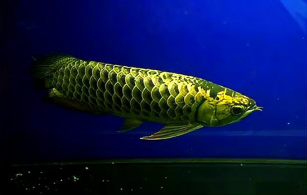 如何判斷藍底龍魚是否純種？