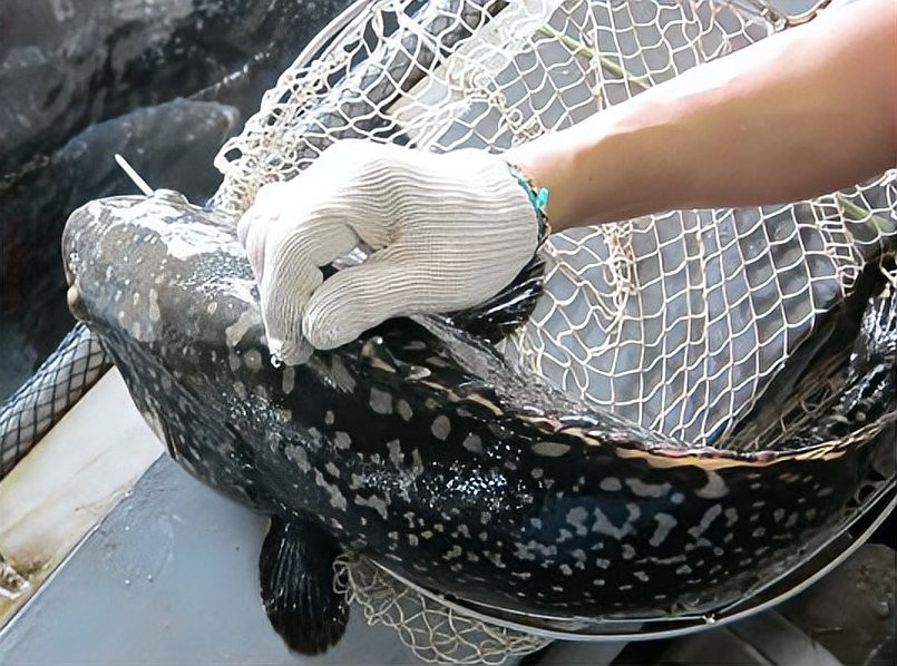 龍躉的養(yǎng)殖周期是多久？ 龍躉的養(yǎng)殖周期是多久？ 龍魚百科 第2張