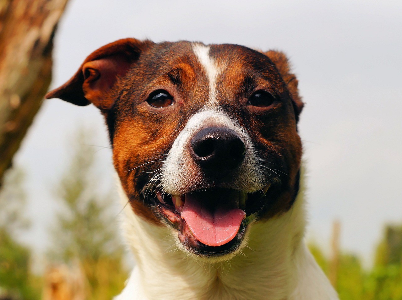 昆山市開發區寶佳寵物服務社（昆山市開發區寶佳寵物服務社電話）