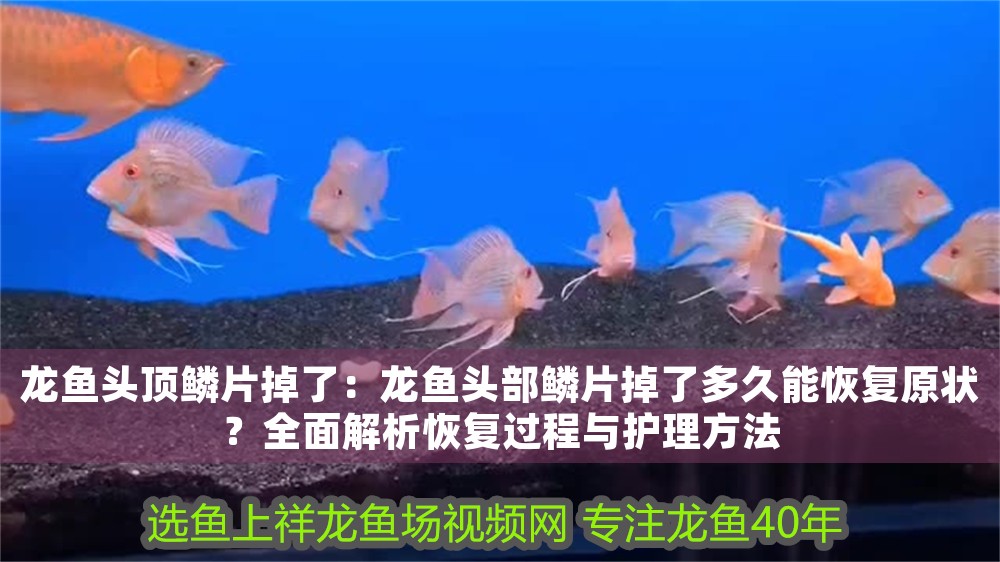 龍魚頭頂鱗片掉了：龍魚頭部鱗片掉了多久能恢復原狀？全面解析恢復過程與護理方法
