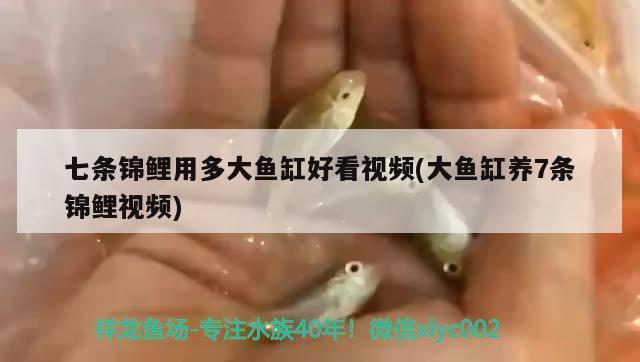 桂陽吉慶有余水族園藝館（桂陽吉慶有余水族園藝館嗎）