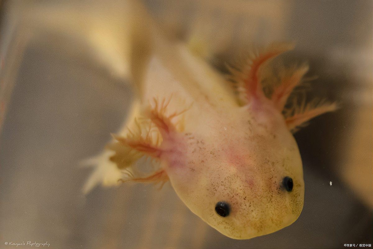 六角龍魚可以養嗎？