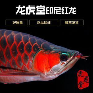 龍魚壁紙超清手機版，龍魚壁紙超清手機版_龍魚壁紙動態版下載