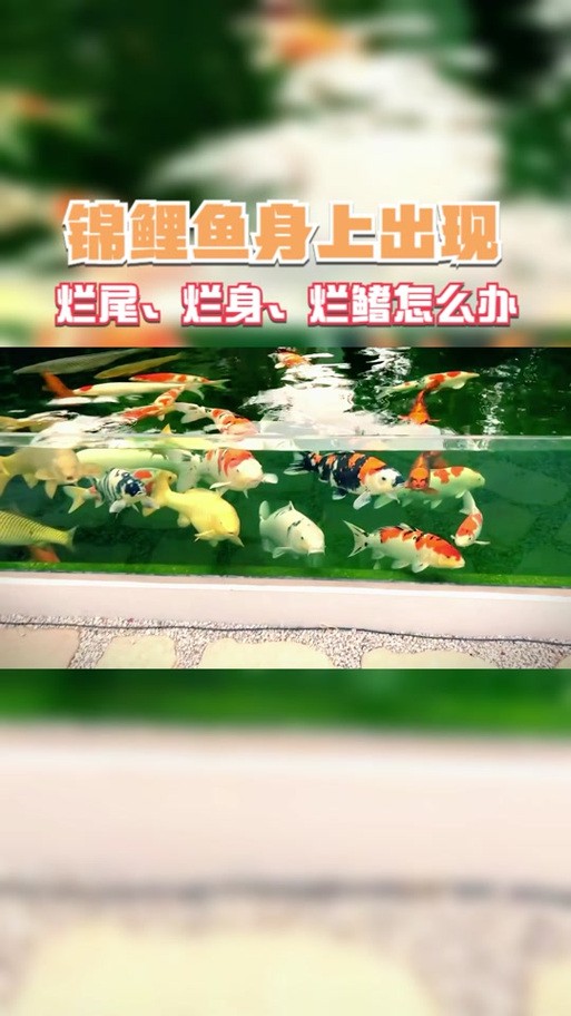 金龍魚魚鰭裂開