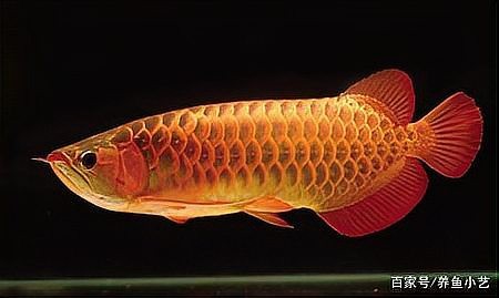 金龍魚魚鰭裂開