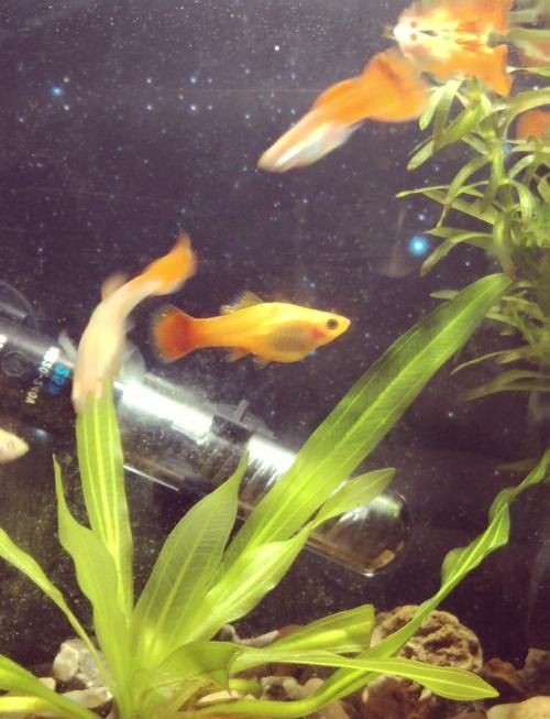 金龍魚魚鰭裂開