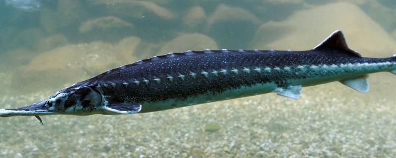 福滿鉆魚繁殖水質(zhì)管理技巧，關(guān)于福滿鉆魚繁殖水質(zhì)管理的技巧