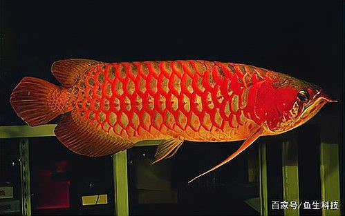 紅色龍魚圖片大全欣賞