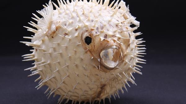 龍魚死后多久會腐爛