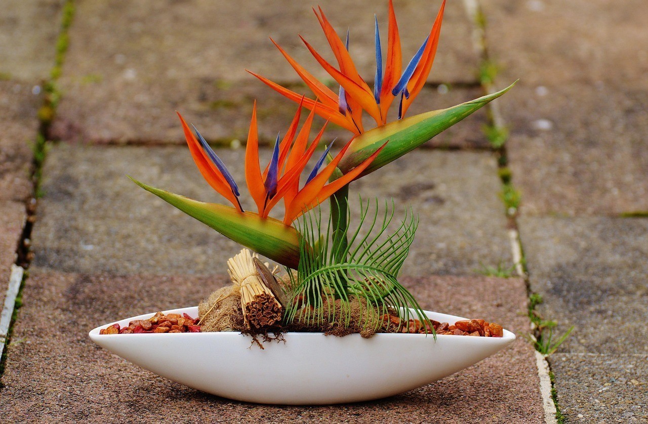 蘭州新區(qū)鳥魚花香花卉店（蘭州新區(qū)鳥魚花香花卉店地址）