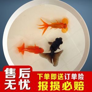喂食龍魚的活體小金魚如何檢疫：喂食龍魚的活體小金魚在檢疫中需要注意以下幾個方面