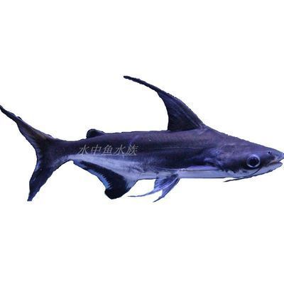 龍魚跟鯊魚混養(yǎng)可以嗎：龍魚和鯊魚混養(yǎng)在理論上是可能的，但需要謹(jǐn)慎處理