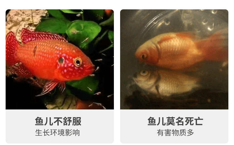 龍魚缸細菌：龍魚缸的細菌問題對于水質與龍魚健康影響甚微