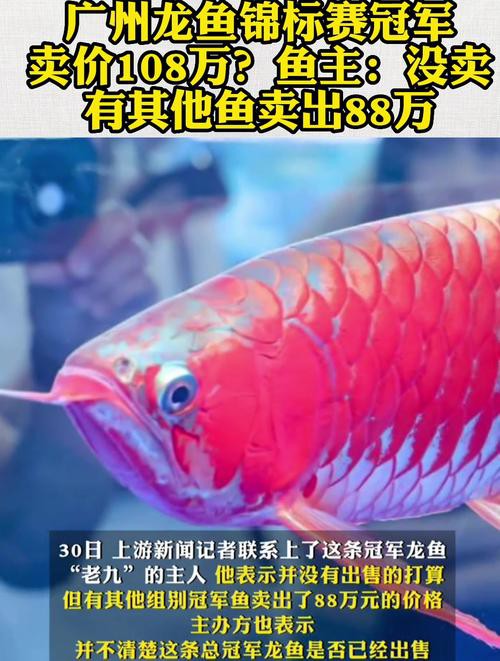 北海龍魚圖片欣賞圖