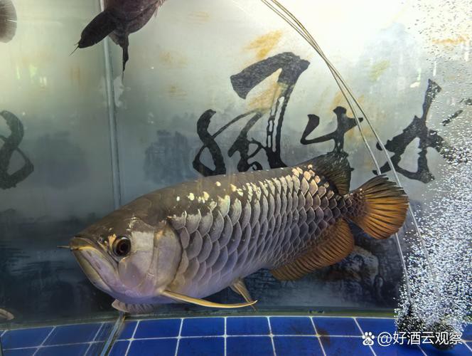 北海龍魚圖片欣賞圖