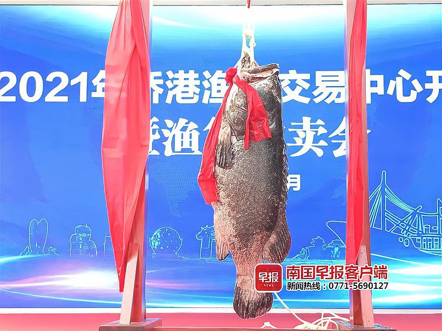 北海龍魚圖片欣賞圖