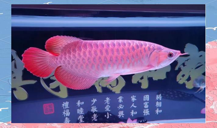 北海龍魚圖片欣賞圖