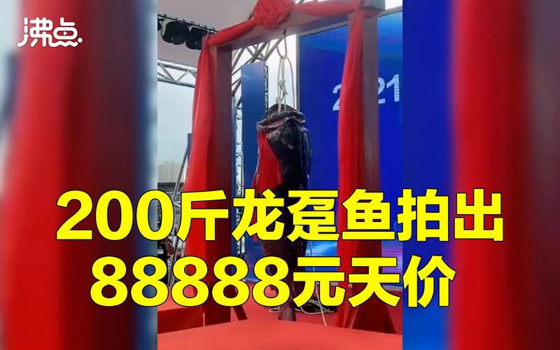 <strong><mark>北海</mark></strong>龍魚圖片欣賞圖