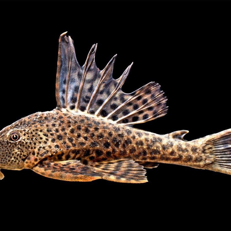 銀龍魚和清道夫是一個地方的魚嗎