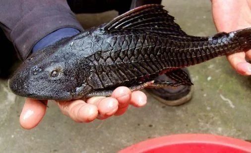 銀龍魚和清道夫是一個地方的魚嗎