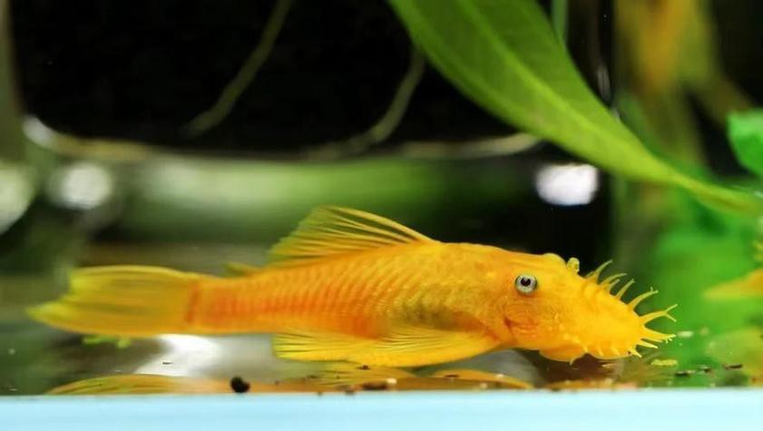 哪些清潔魚可以替代飛鳳魚？