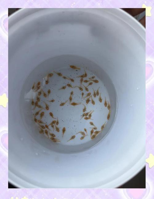哪些清潔魚可以替代飛鳳魚？