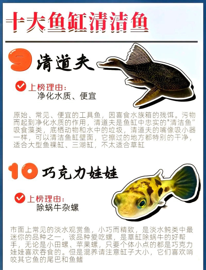 哪些清潔魚可以替代飛鳳魚？
