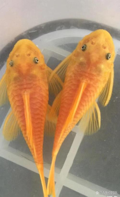 哪些清潔魚可以替代飛鳳魚？